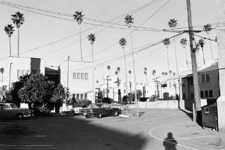 Parking Lot With Palm Trees