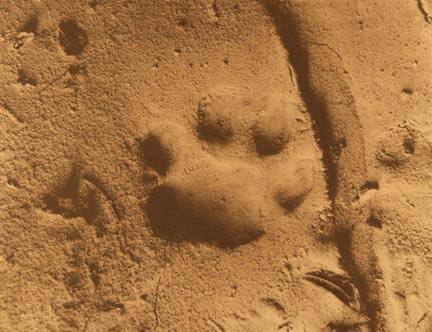 Mountain Lion Track