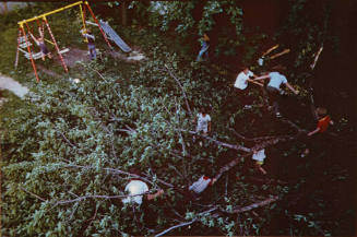 Untitled, from the "Children with Fallen Tree" series