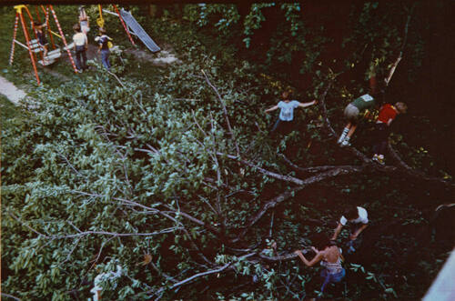 Untitled, from the "Children with Fallen Tree" series