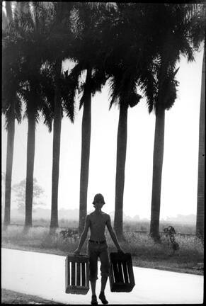 Field (wide shot, two crates against palm trees)