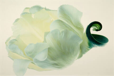 Tulip: White with Green #11, from the "Floral & Leaves" series