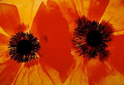 Poppies #37, from the "Floral & Leaves" series