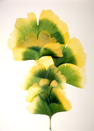 Gingko #14, from the "Floral & Leaves" series