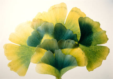 Gingko #33, from the "Floral & Leaves" series