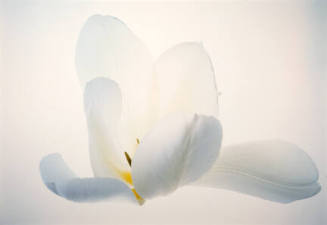 Tulip, White #25, from the "Floral & Leaves" series