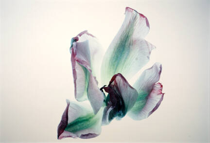 Tulips: PG #W8, from the "Floral & Leaves" series