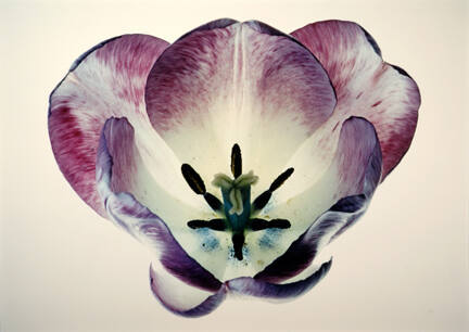 Tulips: Purple #6, from the "Floral & Leaves" series