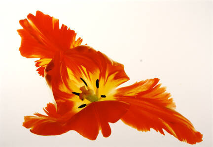 Tulip: Parrot #22, from the "Floral & Leaves" series