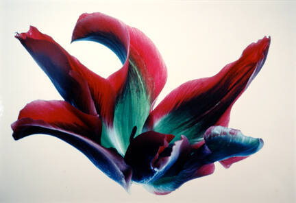 Tulips: RG #16, from the "Floral & Leaves" series