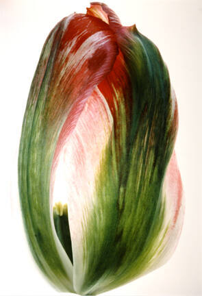 Tulip, Pink & Green #39, from the "Floral & Leaves" series