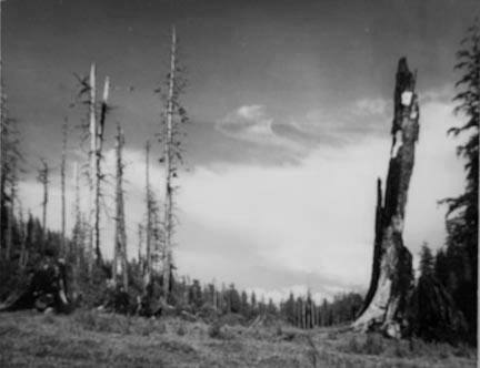 Logging and fire have devastated this once virgin stand of fir, spruce and cedar along the Yachats River, Oregon.