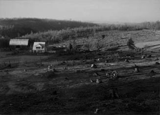 Stump fields. Garrett County, Maryland