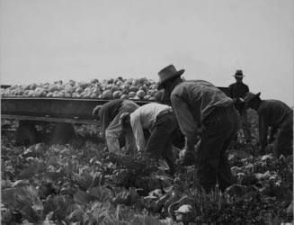 Cabbage cutting and hauling by new Vessey (flat truck) system, now also used in carrots and lettuce. Imperial Valley, California.