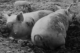 Pig asleep, Prince George's County, Maryland