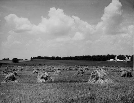 Wheat and Barn.  Frederick County, Maryland