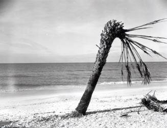 The Gulf of Mexico