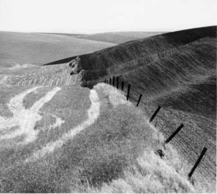 Harvested Wheat Fields, Near Dusty, Washington