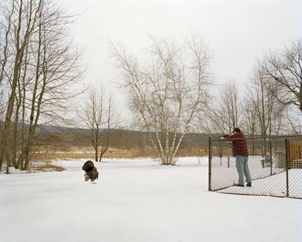 Backyard, from the "Domesticated" series