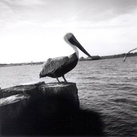 Untitled (pelican)