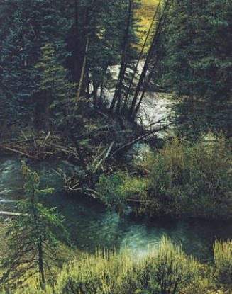 Spruce Trees and River, Colorado, from the portfolio The Seasons