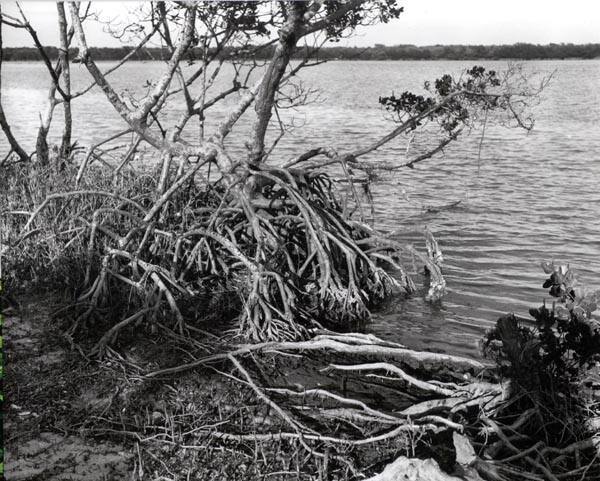 Untitled (tree on edge of water with exposed roots)