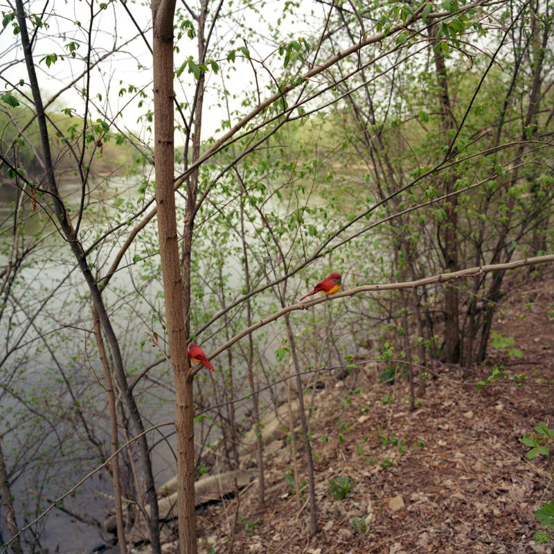 Vermilion Flycatchers, from the "Birdwatching" series