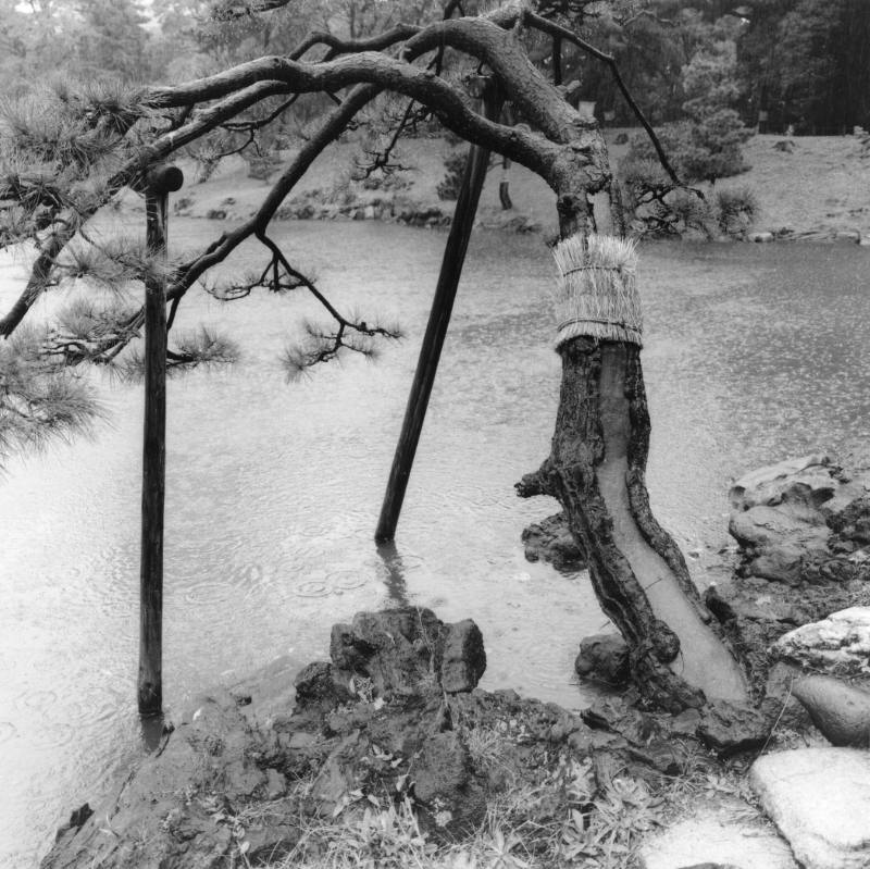 Tree Over Tidepool, Hana Rikyu, Tokyo