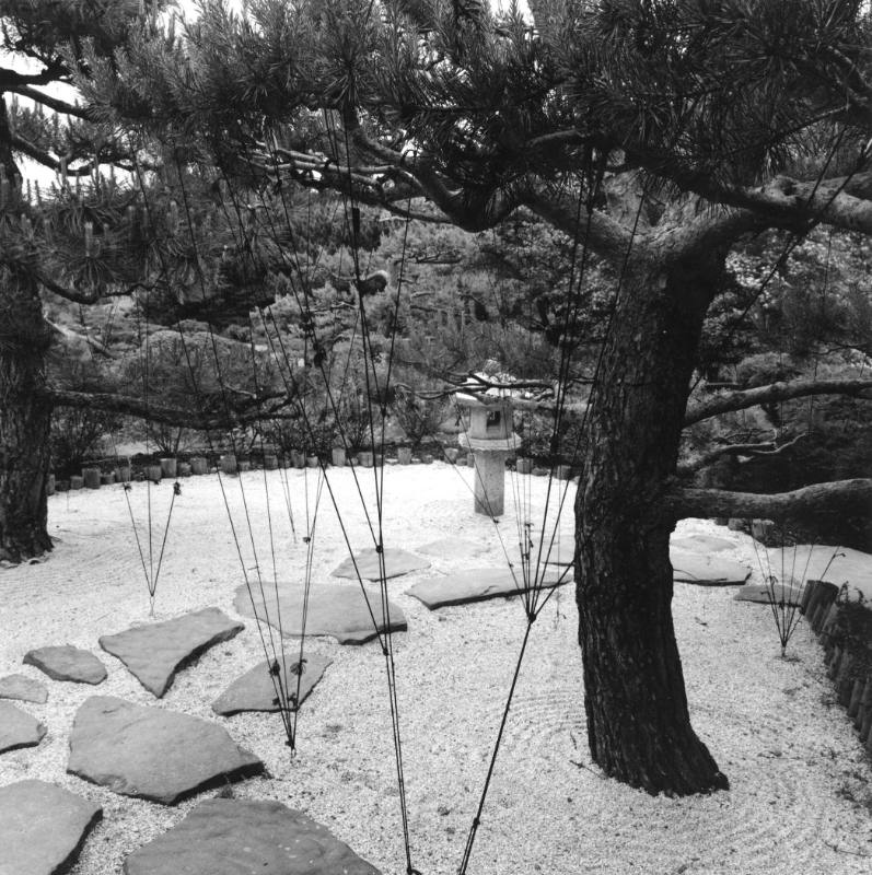 Strings, Japanese Garden, Chicago Botanic Garden