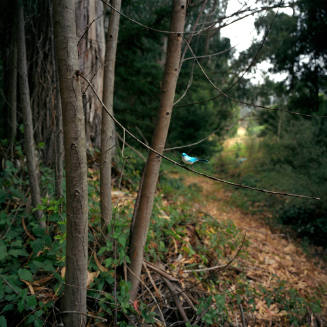 Bird Watching (Aqua Tanager), from the "Birdwatching" series