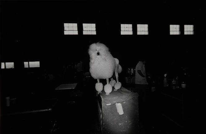 Dog Show, Chicago