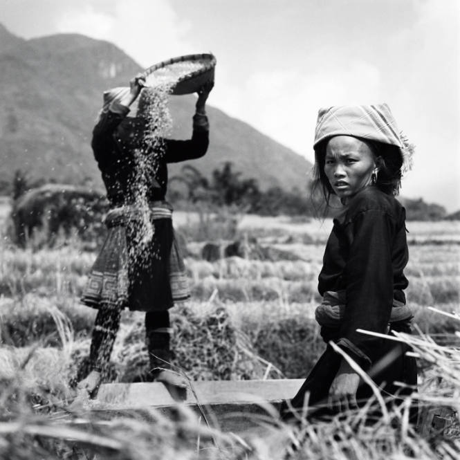 Black Hmong Girls Harvesting Rice in the Sapa Valley