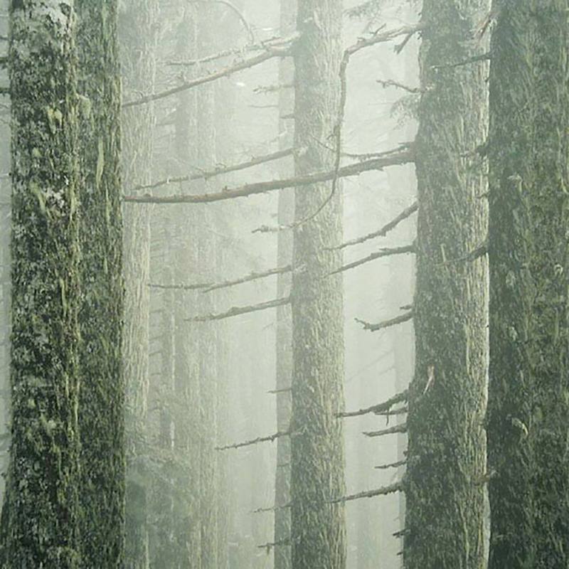 Mountain Firs and Fog, Oregon, from The Great Northwest Portfolio