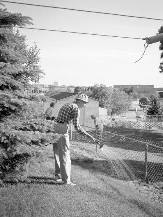 Watering by the back fence, 5/00