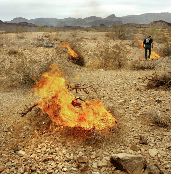 Scrub Brush Burns, from the "Winter Blast" series