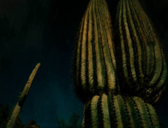 Tucson Saguaro Cactus