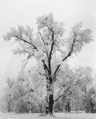 Oaktree, Snowstorm, Yosemite National Park, California