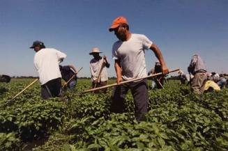 Farm Workers, Including a Father and Son, Weed the Fields in Momence, Illinois, July 2010