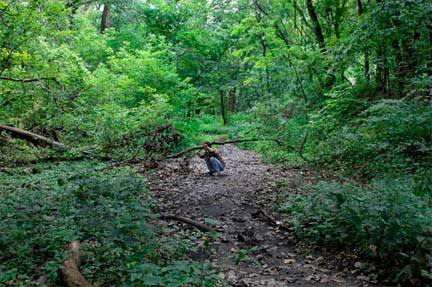 Willy Wally, Digging for Ants, from "The Four Year War at Gombe" series