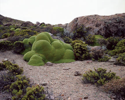 La Llareta #0308-23b36 (up to 3,000 years old, Atacama desert, Chile)