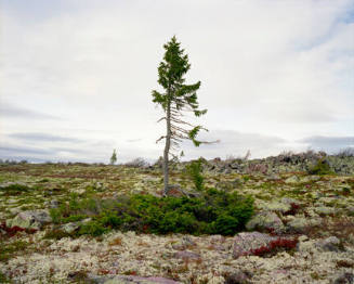 Spruce Gran Picea #0909-6b37(9,550 years old; Fulufjället, Sweden)