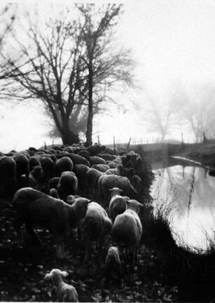 Untitled (sheep grazing near pond)