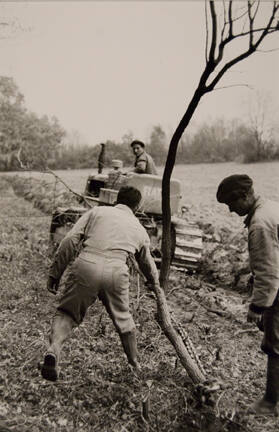 Men Removing Tree from a Field, Algeria