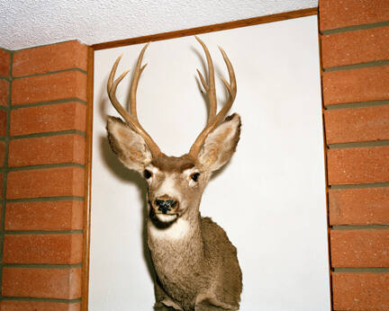 Deer 4694, from the EMPIRE portfolio