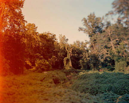 Kudzu covered landscape, from the "Love and War" series