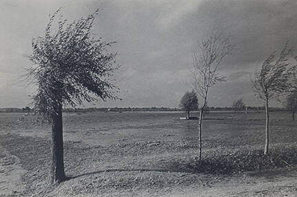 Trees in Fall - France