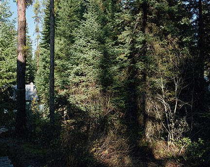 Cabin in the Forest, from the "Lick Creek Line" series