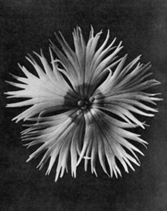 Dianthus Plumarius, from the "Urformen der Kunst" (Art Forms in Nature) book