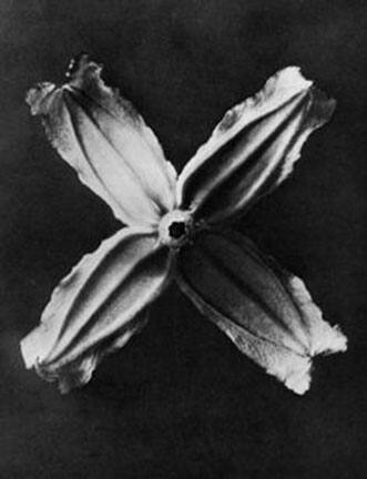 Clematis Integrifolia, from the "Urformen der Kunst" (Art Forms in Nature) book