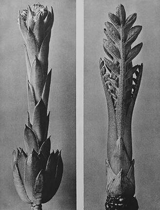 Unknown, from the "Urformen der Kunst" (Art Forms in Nature) book